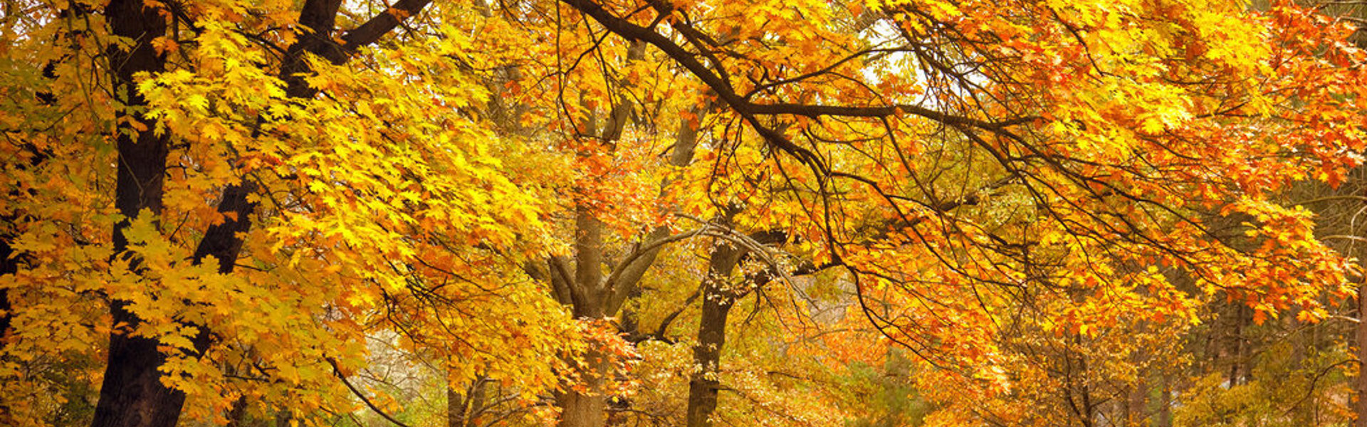 Colorful Autumn Leaves