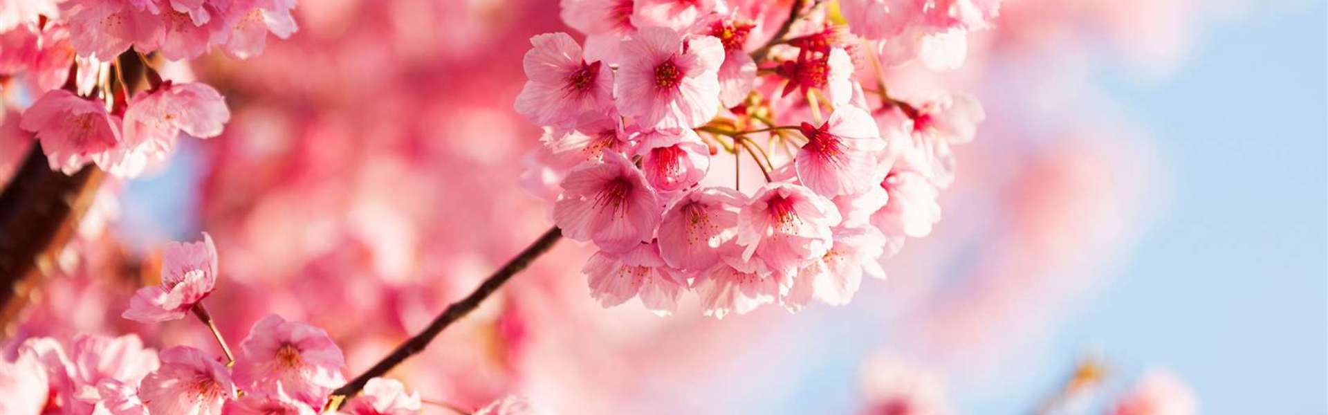 Pink Blossom