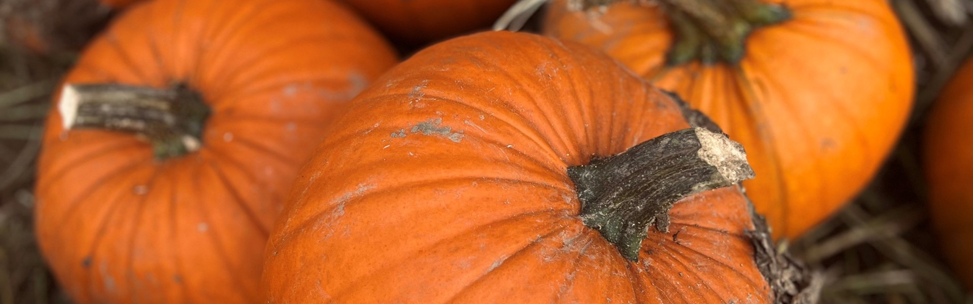 Pumpkin Moon 4